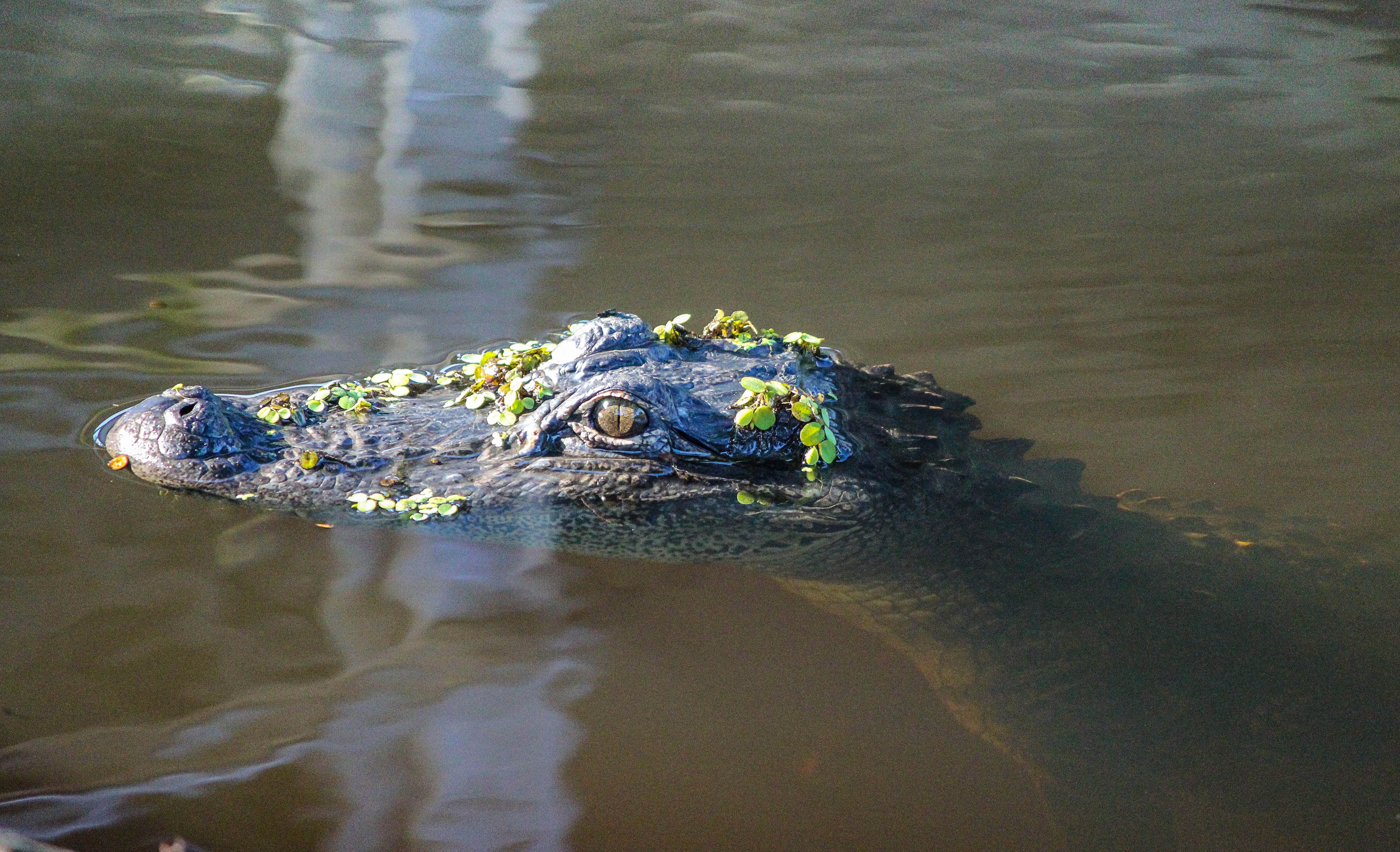 gray alligator