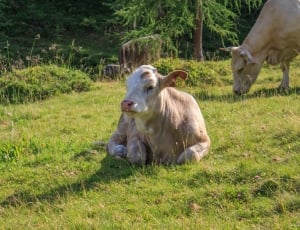 brown and white calf thumbnail