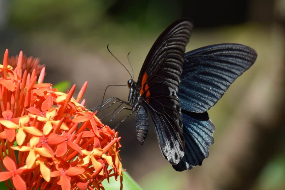 male great mormon butterfly preview