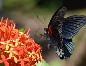 male great mormon butterfly thumbnail
