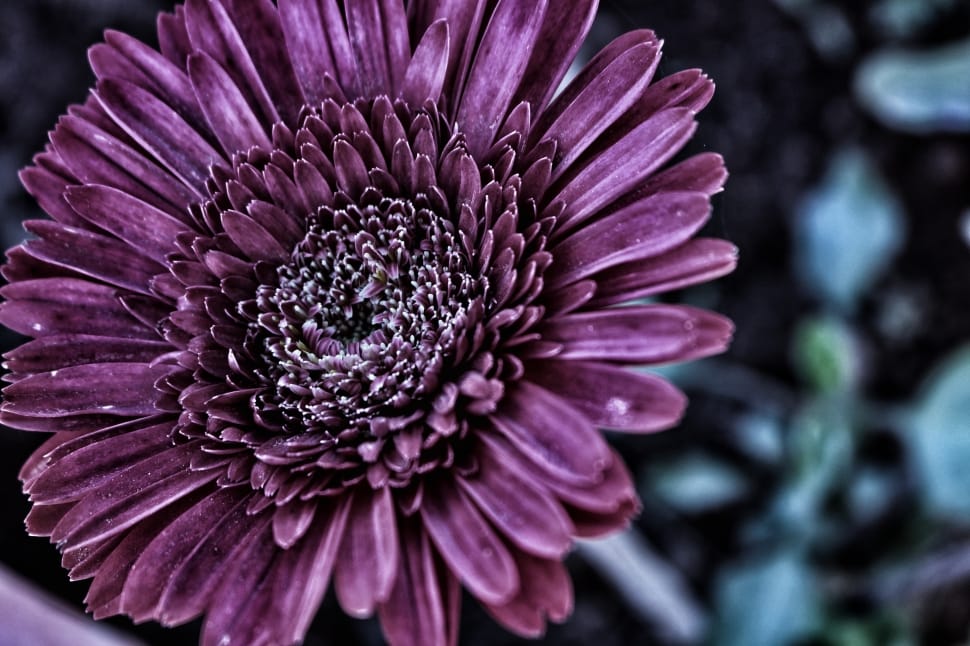 purple chrysanthemum preview