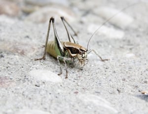 brown camelback grasshopper thumbnail