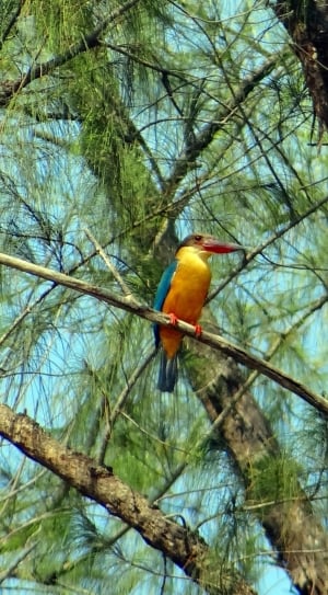 yellow, blue and red bird on tree branch thumbnail