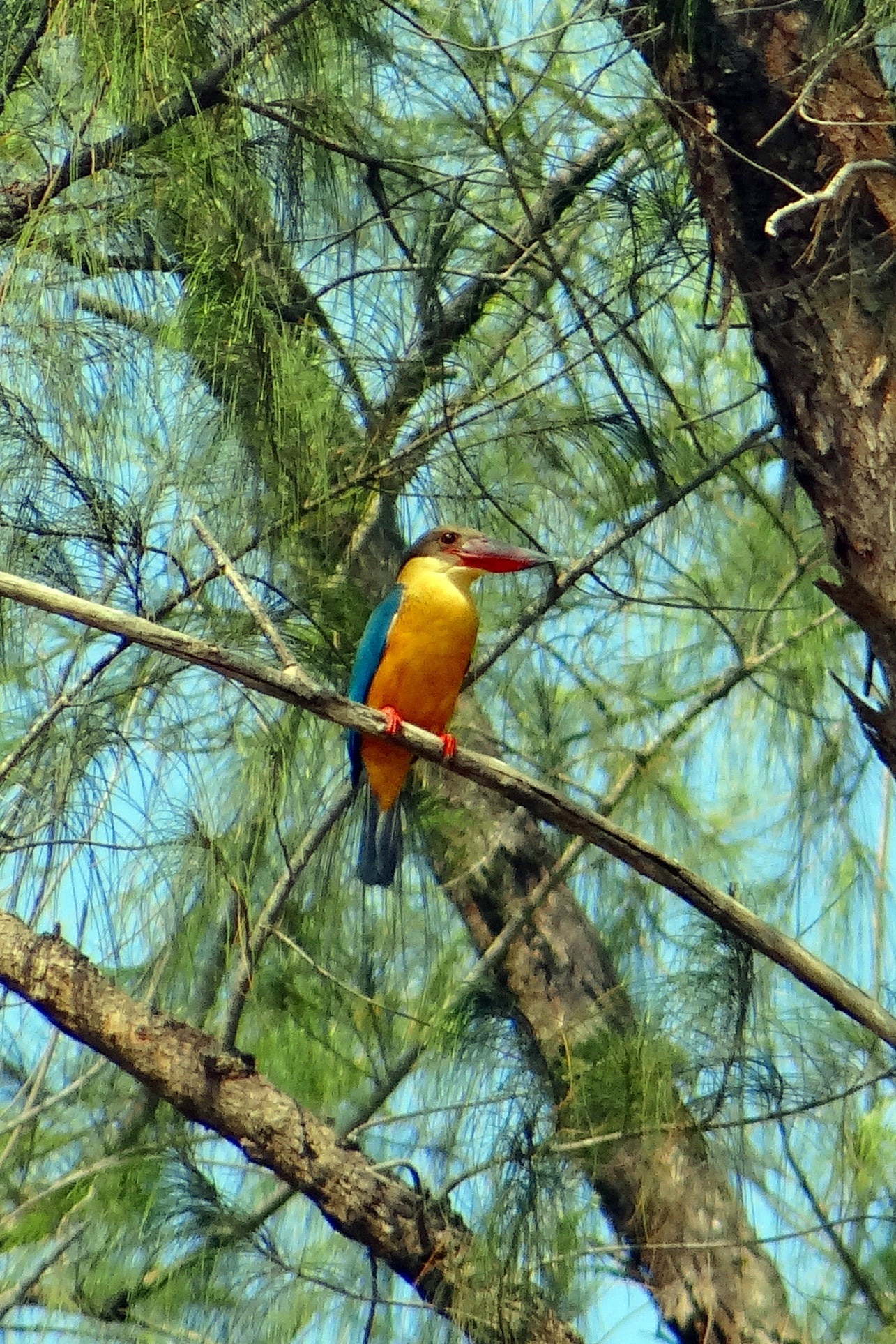 yellow, blue and red bird on tree branch