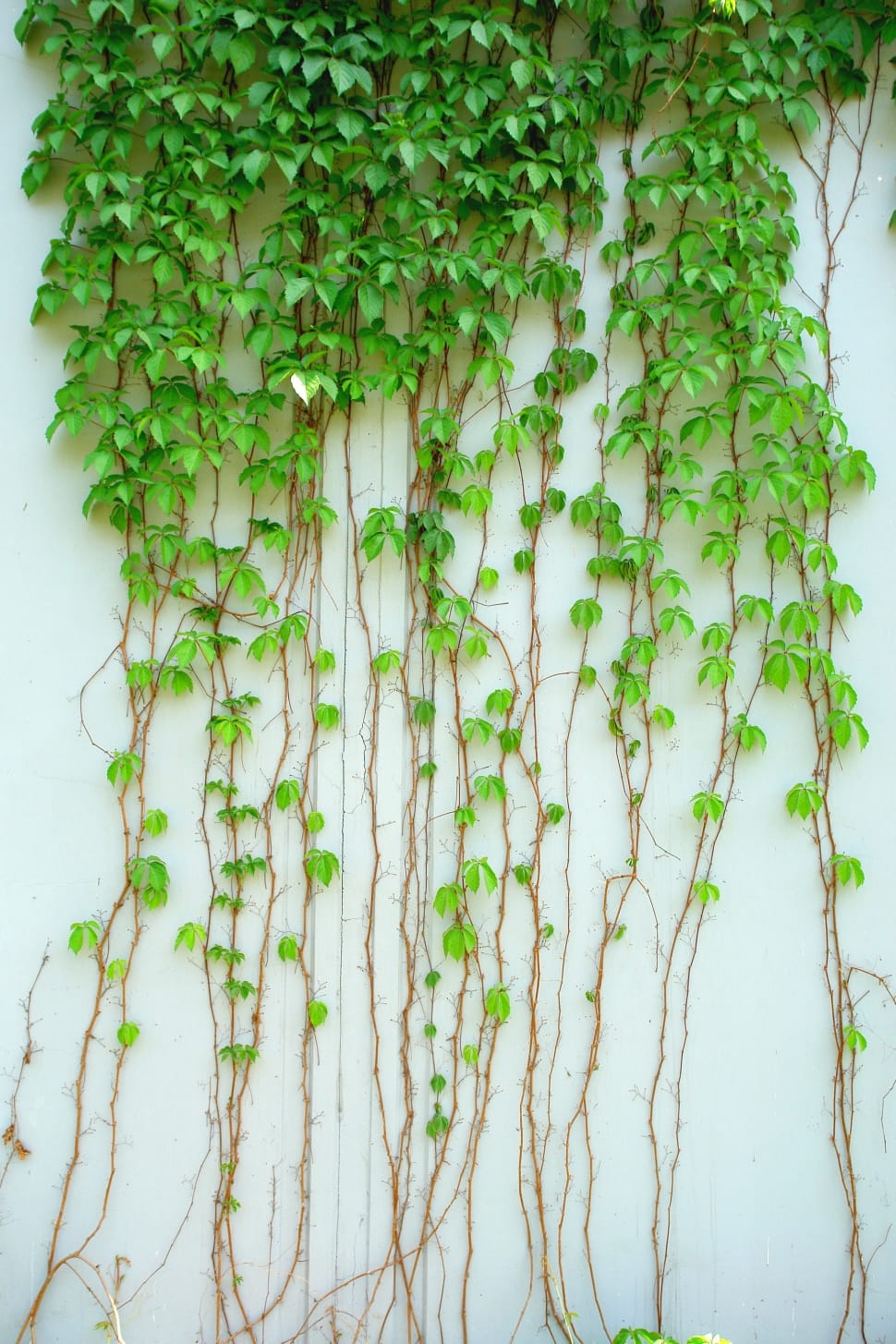 Green, Leaf, Ivy, Vine, Plant, green color, plant preview