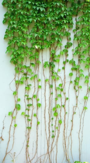 Green, Leaf, Ivy, Vine, Plant, green color, plant thumbnail