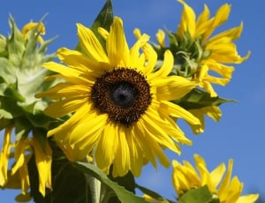 close up photo of yellow sunflowers thumbnail
