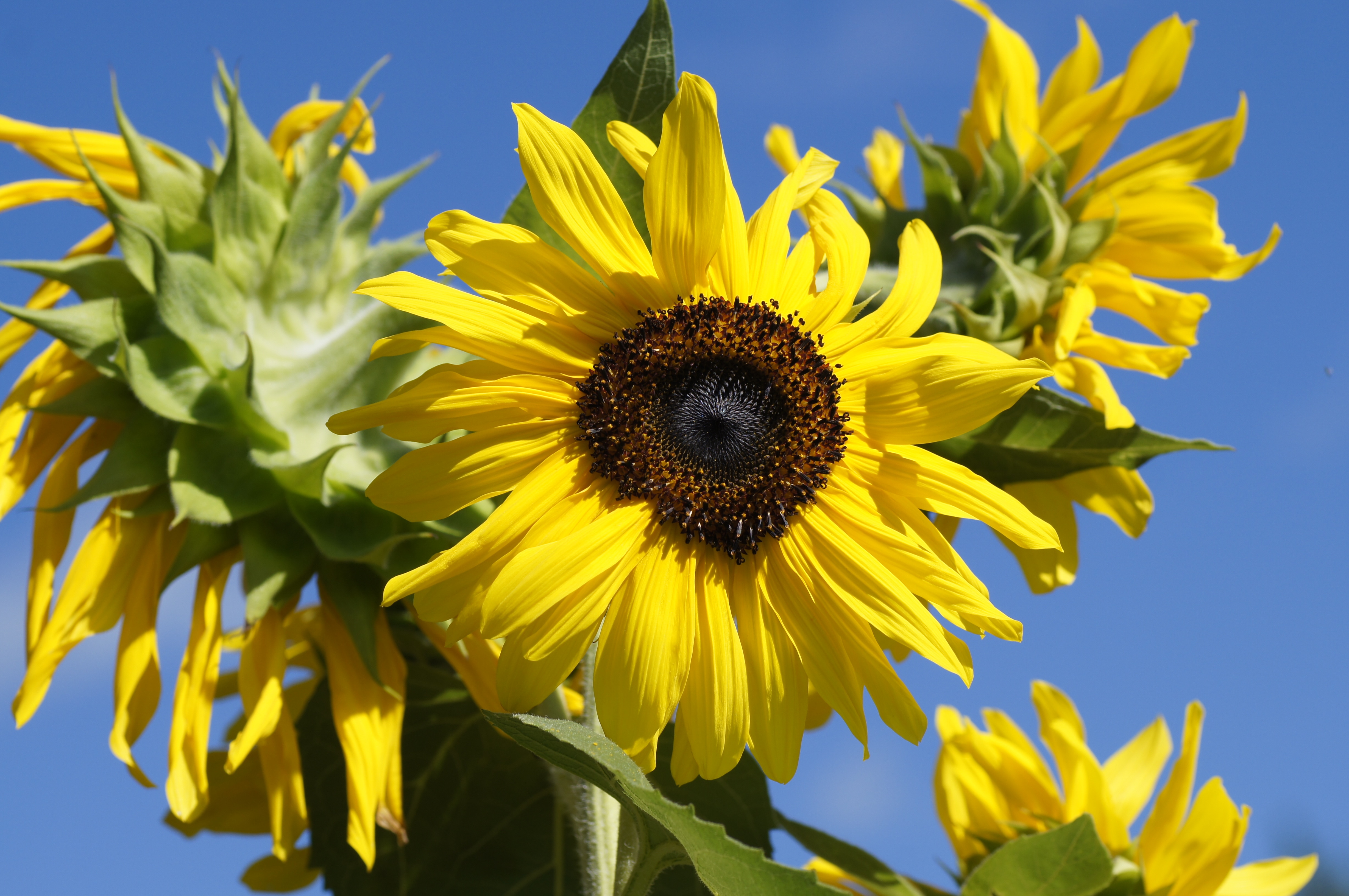 close up photo of yellow sunflowers