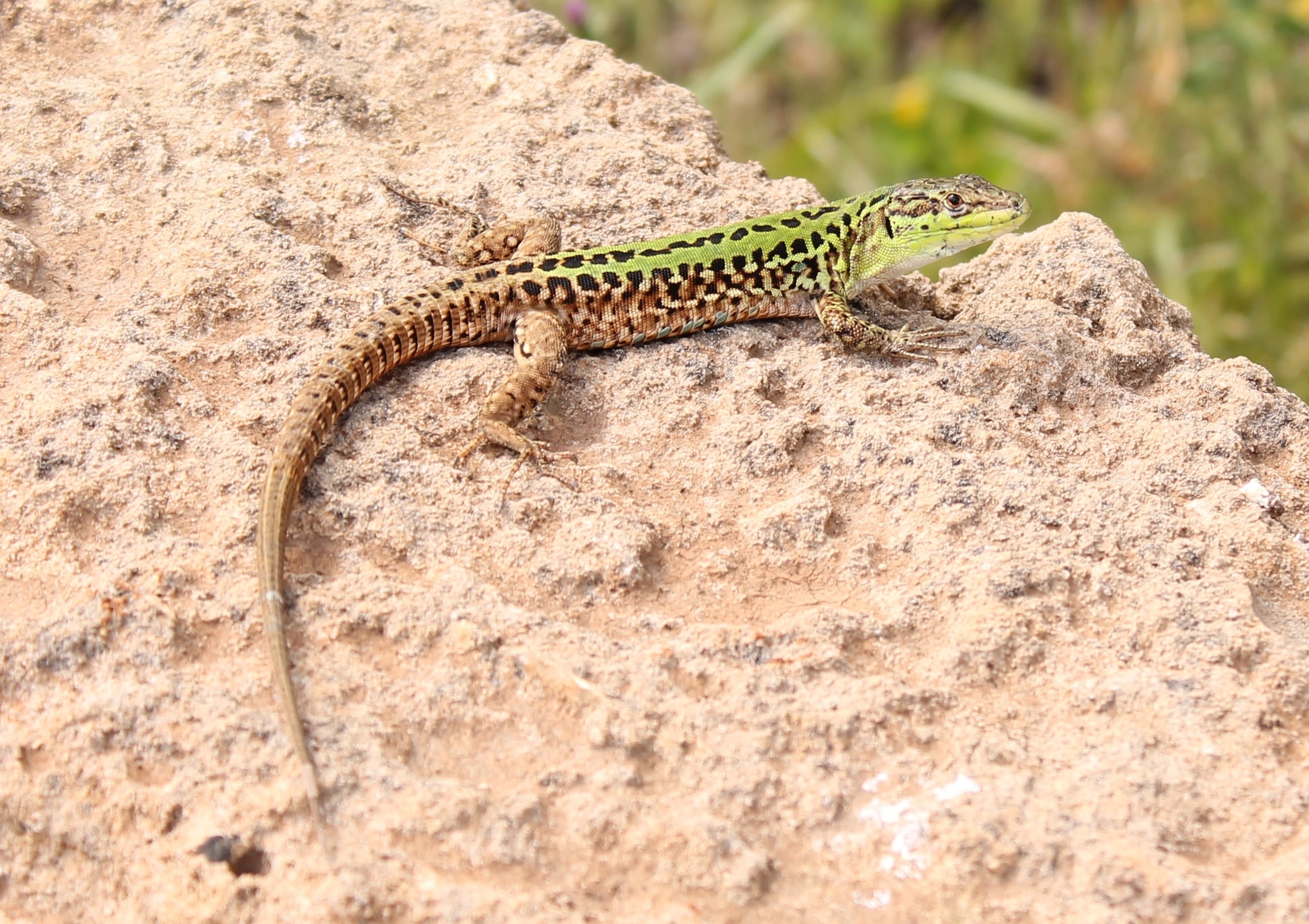 brown black and green reptile