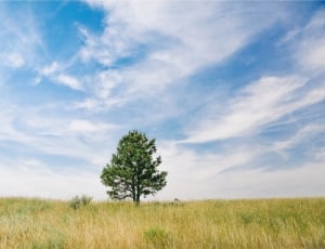 green tree and grass covered field thumbnail
