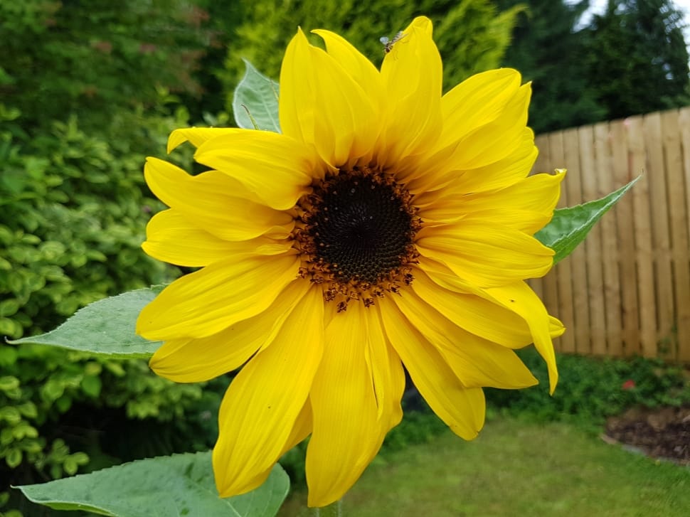 yellow and brown sunflower preview