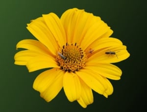 Insect, Bloom, Blossom, Sun Flower, flower, yellow thumbnail