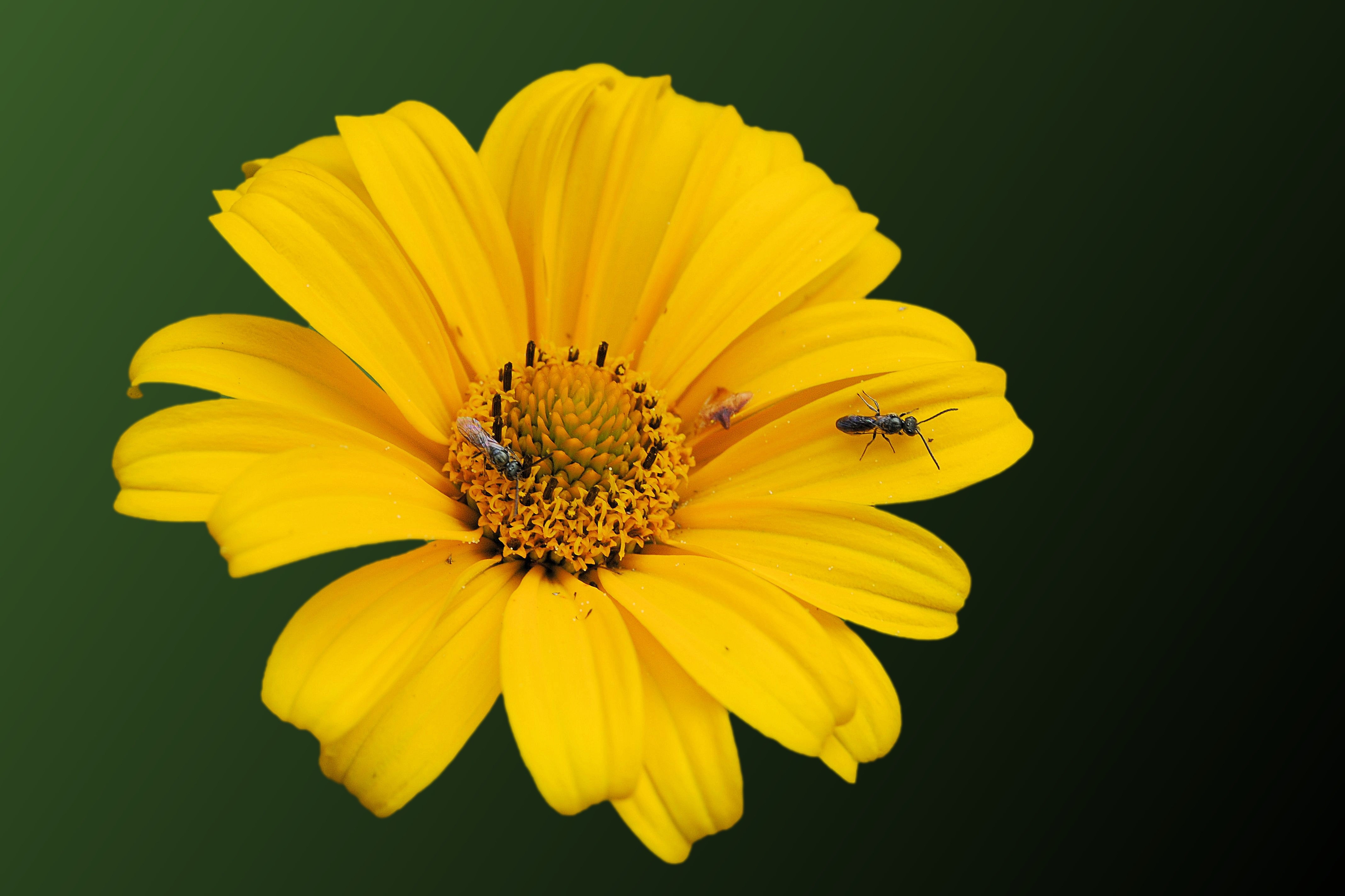 Insect, Bloom, Blossom, Sun Flower, flower, yellow