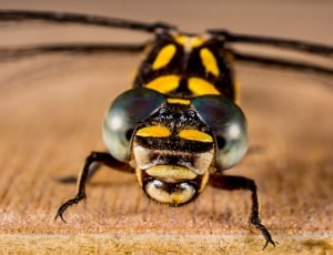 black and yellow bee thumbnail