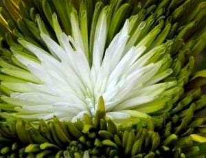 green and white petaled flower thumbnail