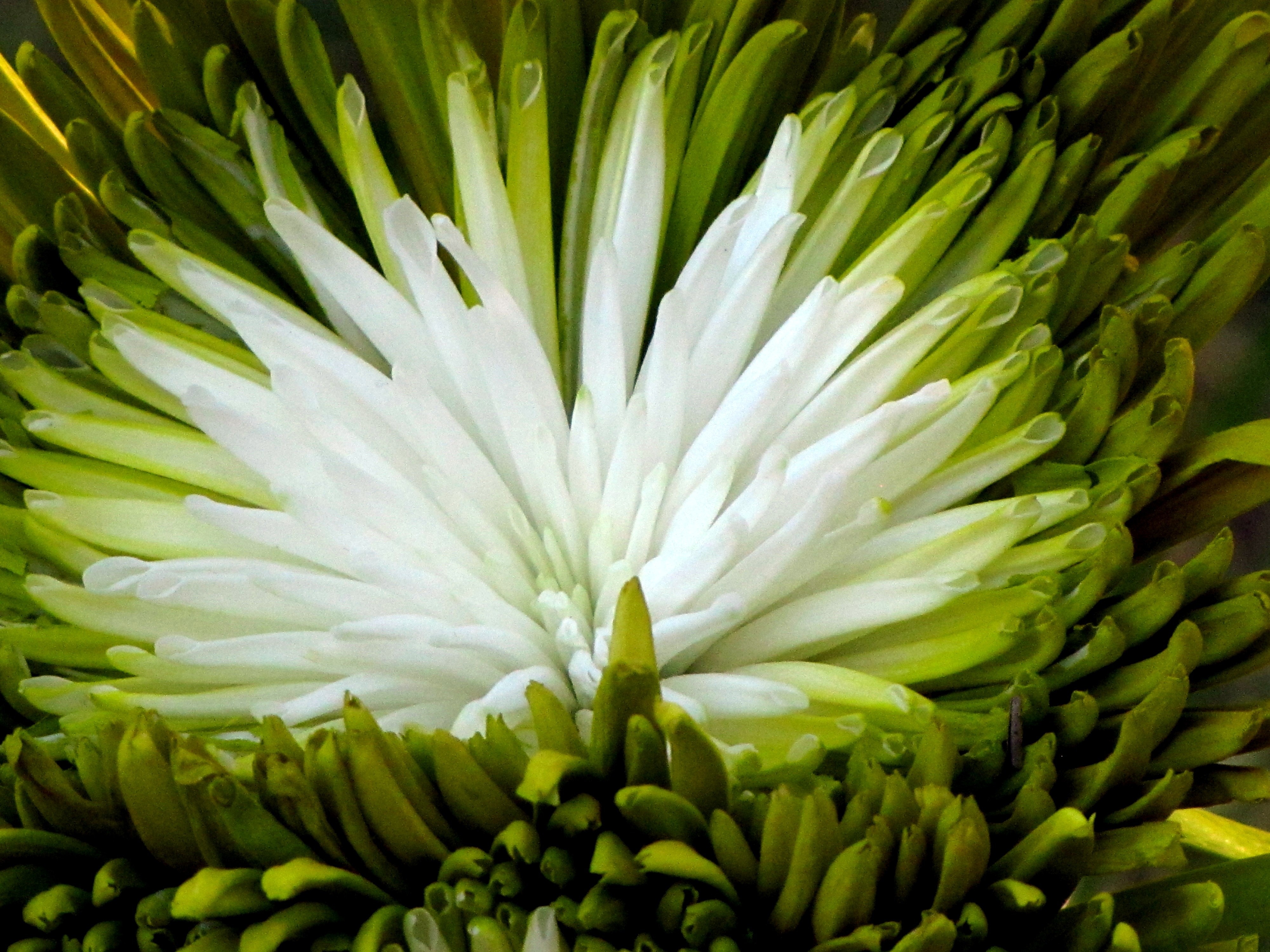 green and white petaled flower