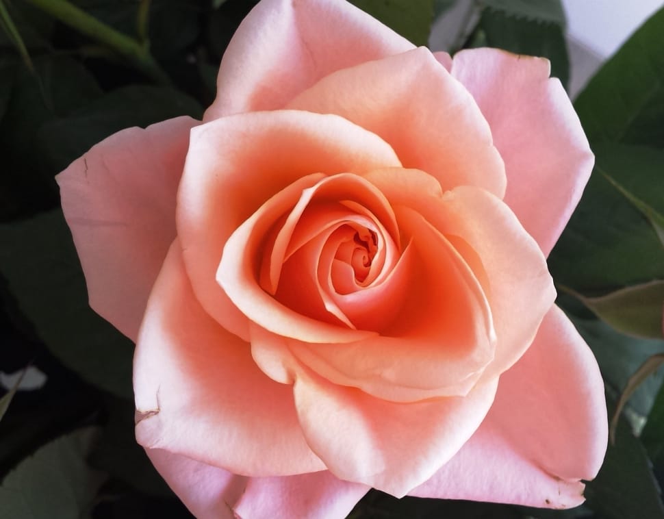 Flower, Pink, Floral, Close-Up, Rose, rose - flower, flower preview
