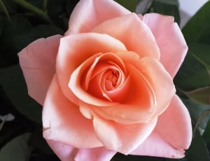 Flower, Pink, Floral, Close-Up, Rose, rose - flower, flower thumbnail
