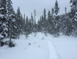 snow pathway thumbnail