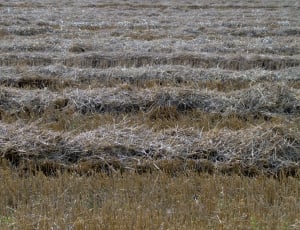 brown and gray fields thumbnail
