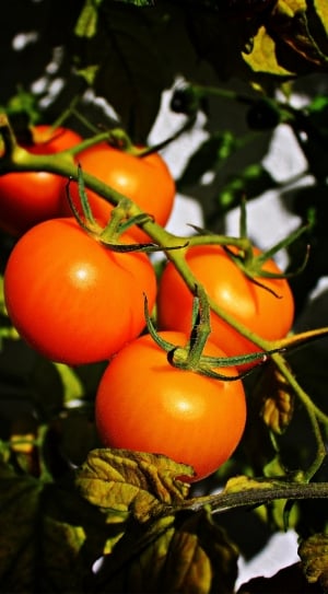 5 tomatoes thumbnail