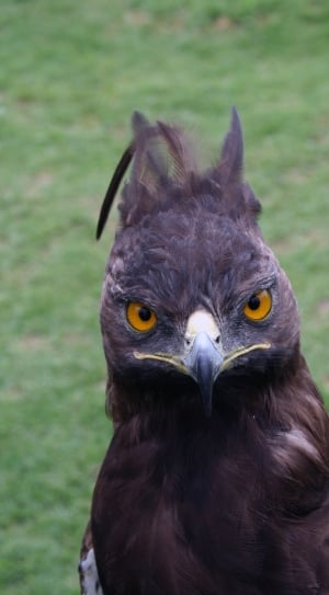 close photo of a black and gray falcon thumbnail