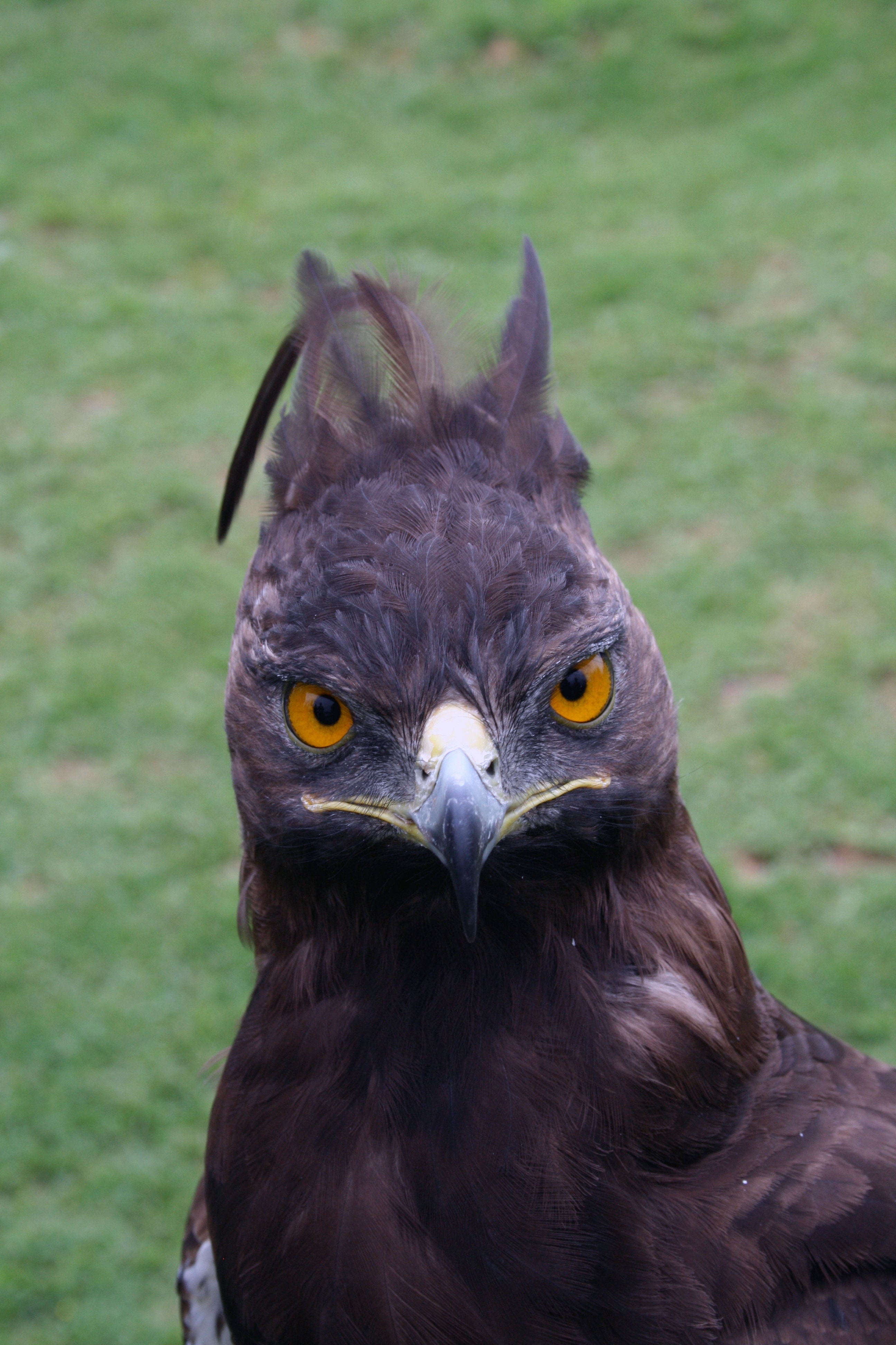 close photo of a black and gray falcon