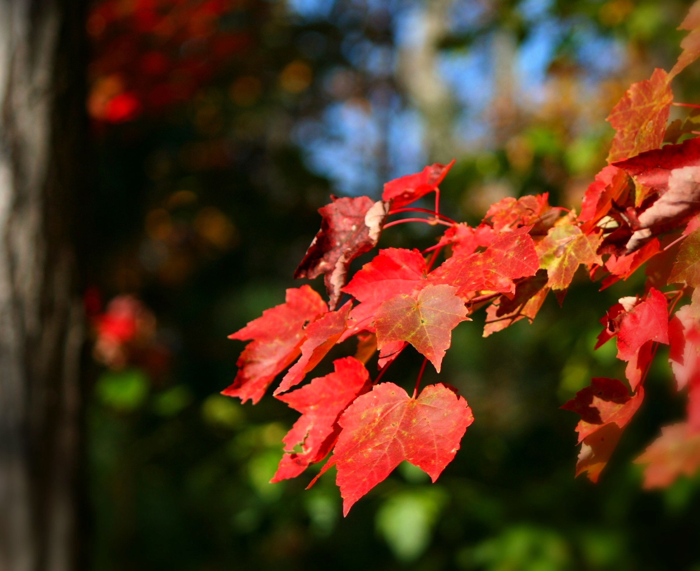close up photo of red leaves
