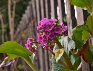 purple cluster petaled flower thumbnail