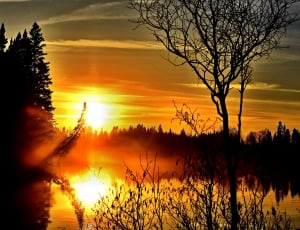 photo of trees near river during sunset thumbnail