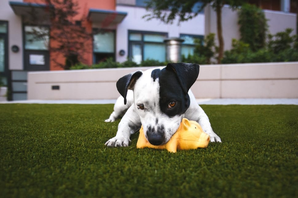 black and white short coat dog biting animal toy on green grass field near house during daytime preview