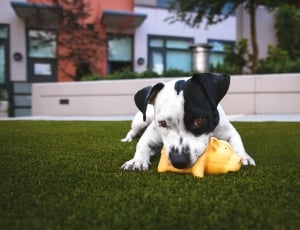 black and white short coat dog biting animal toy on green grass field near house during daytime thumbnail