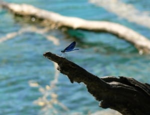 Blue, Fragility, Dragonfly, Insect, animals in the wild, bird thumbnail