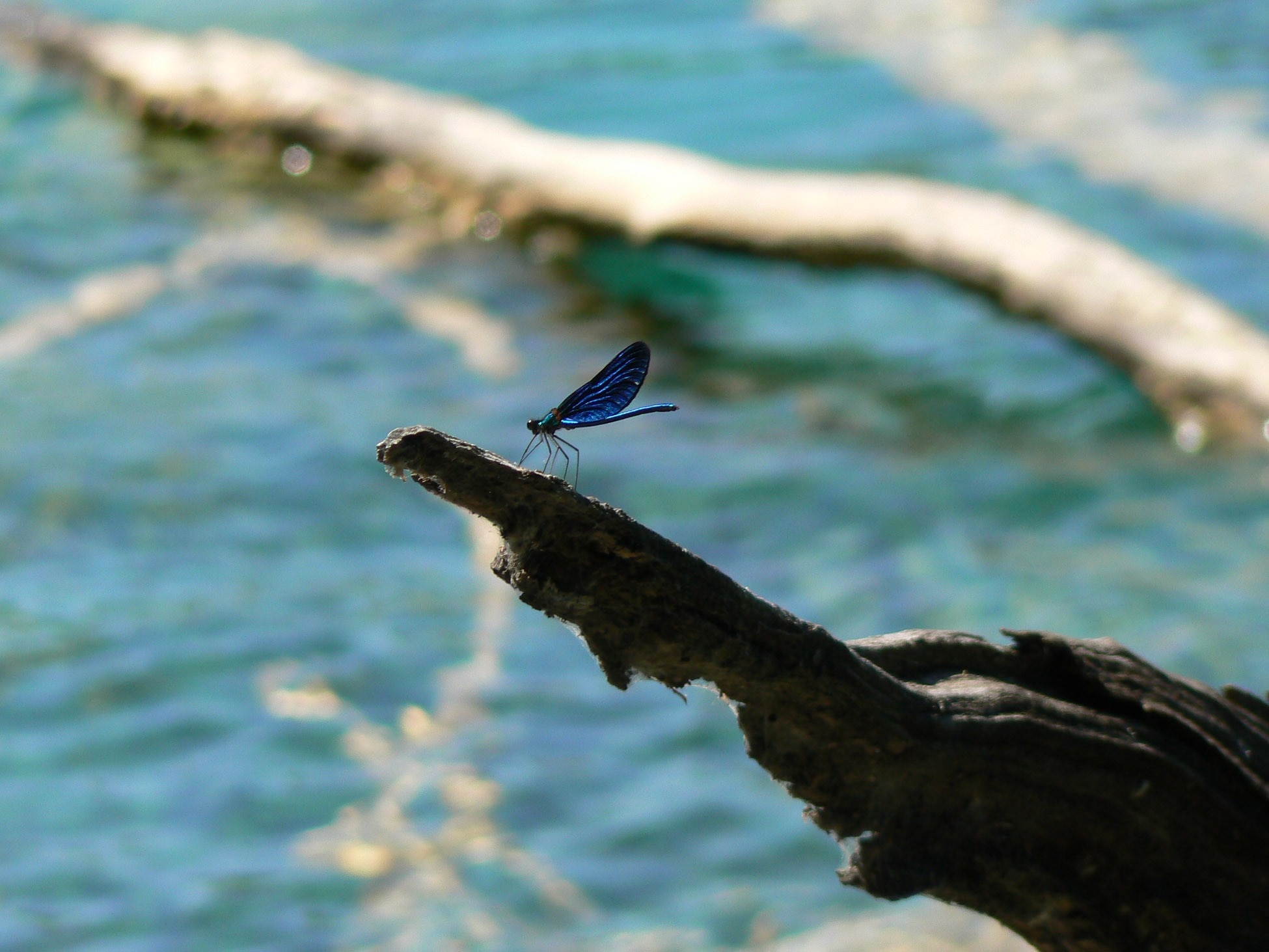 Blue, Fragility, Dragonfly, Insect, animals in the wild, bird