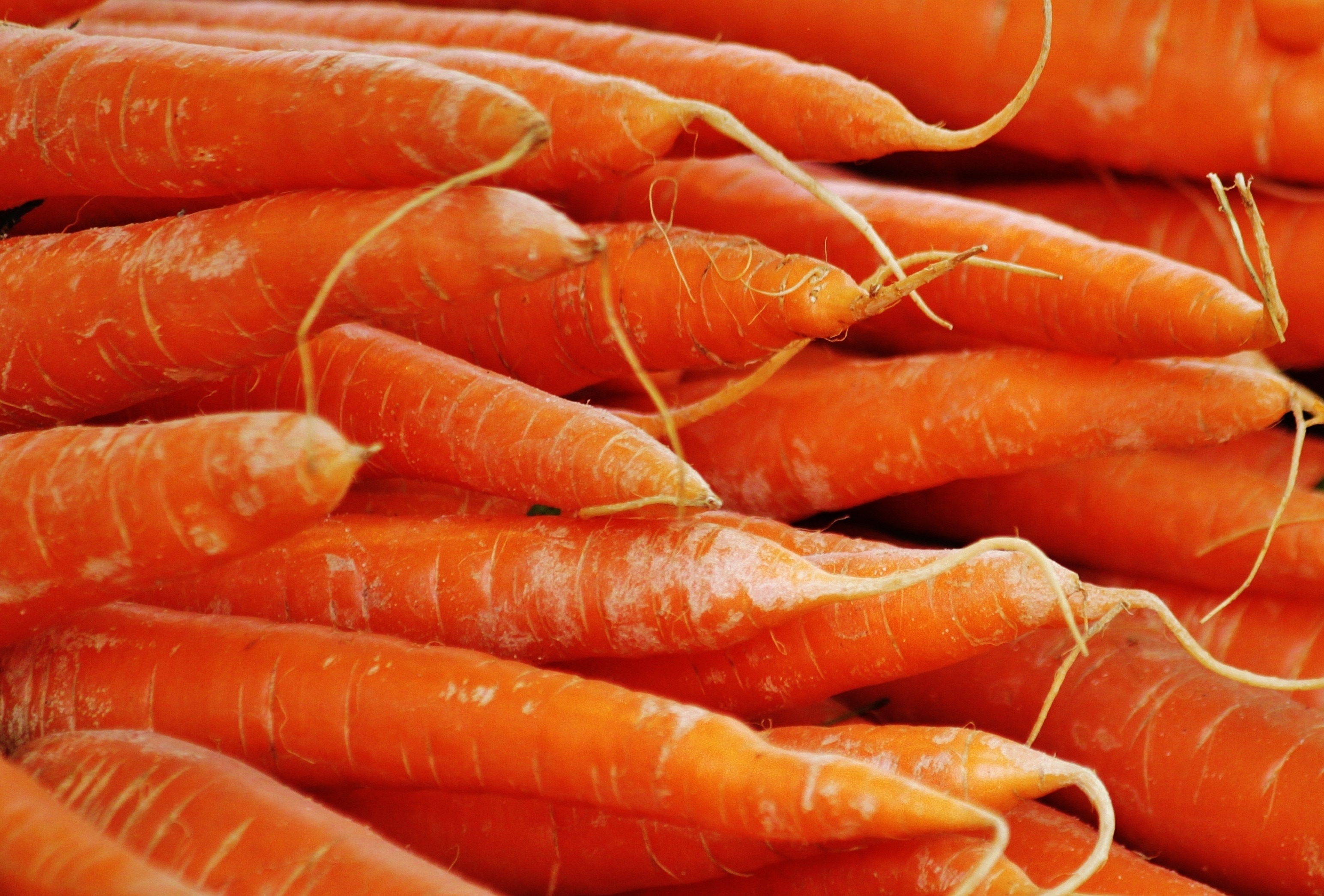 orange carrots vegetables lot