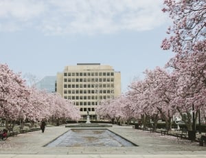 cherry blossom trees under blue cloudy sky thumbnail