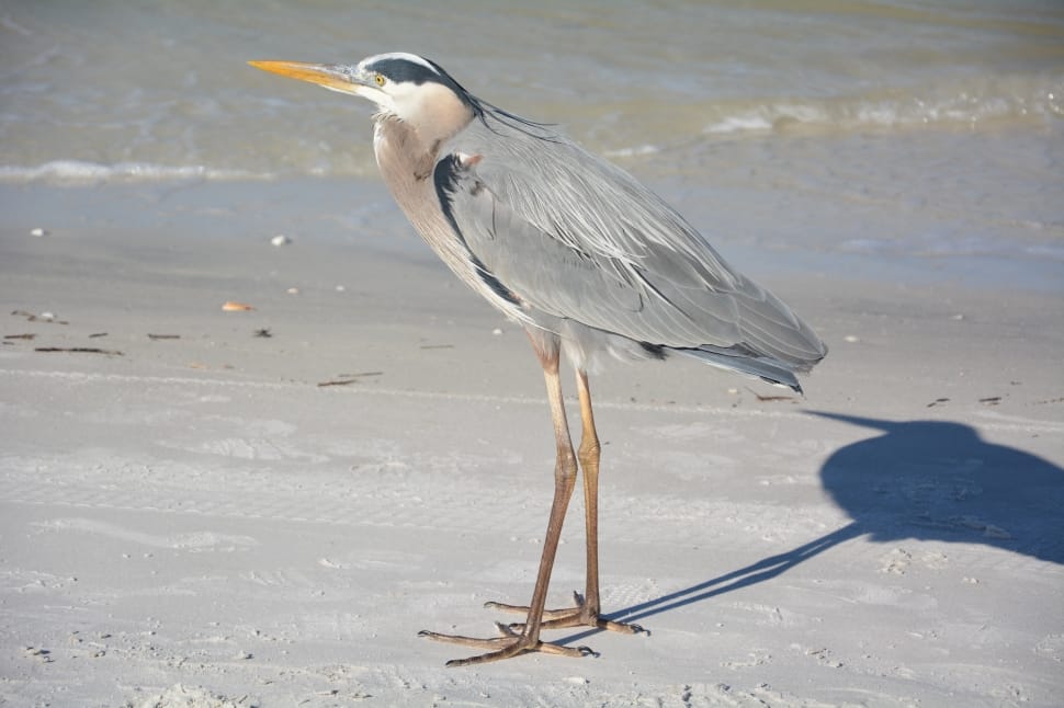 gray and white bird standing on sand preview