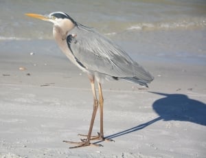 gray and white bird standing on sand thumbnail