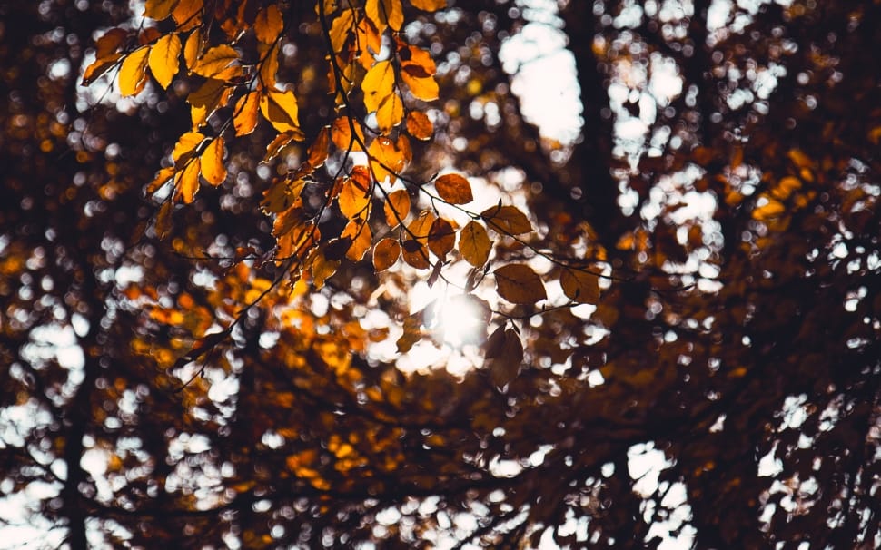 autumn leaves preview