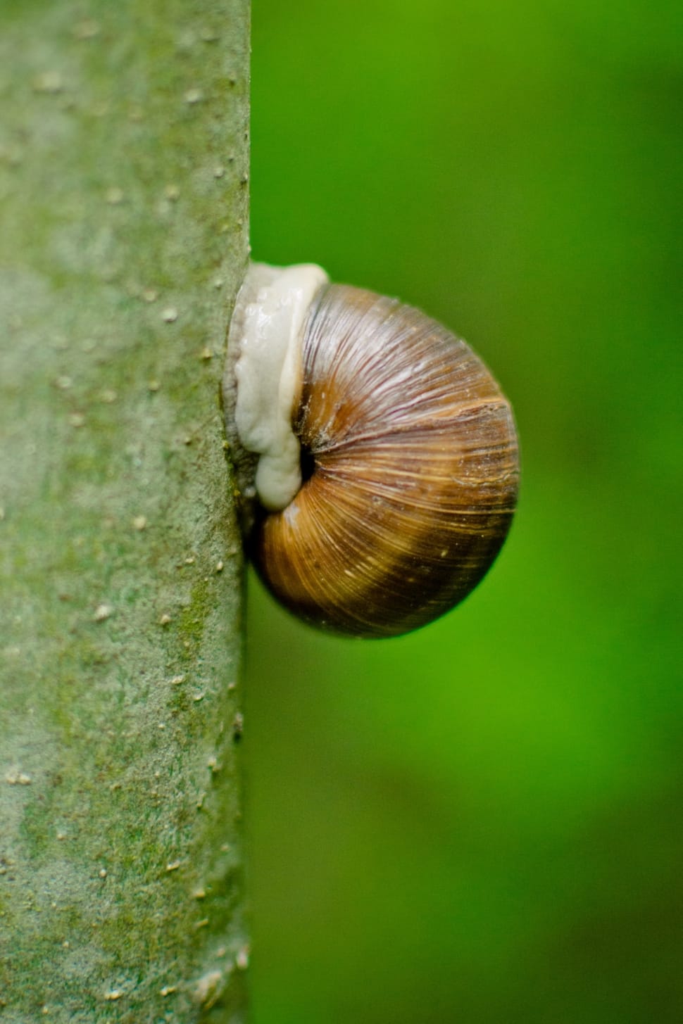 Shell, House Snail, Log, Snail, Tree, snail, one animal preview