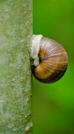 Shell, House Snail, Log, Snail, Tree, snail, one animal thumbnail