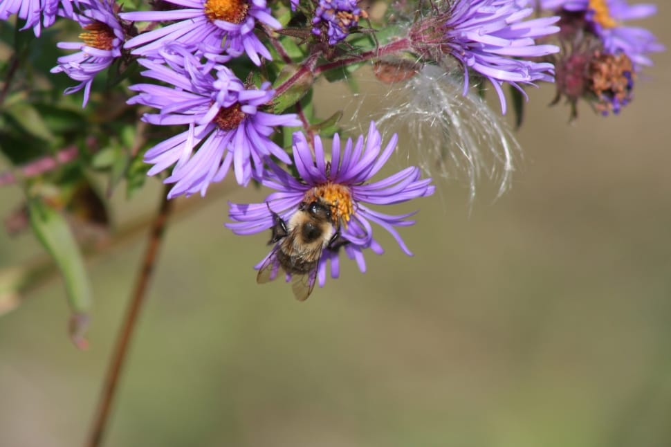 Insect, Bee, Flower, Milkweed Seed, flower, purple preview