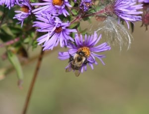 Insect, Bee, Flower, Milkweed Seed, flower, purple thumbnail