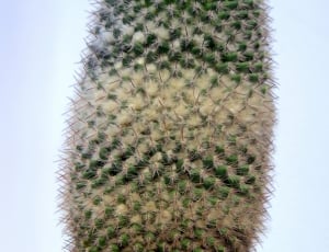 green and white cactus thumbnail