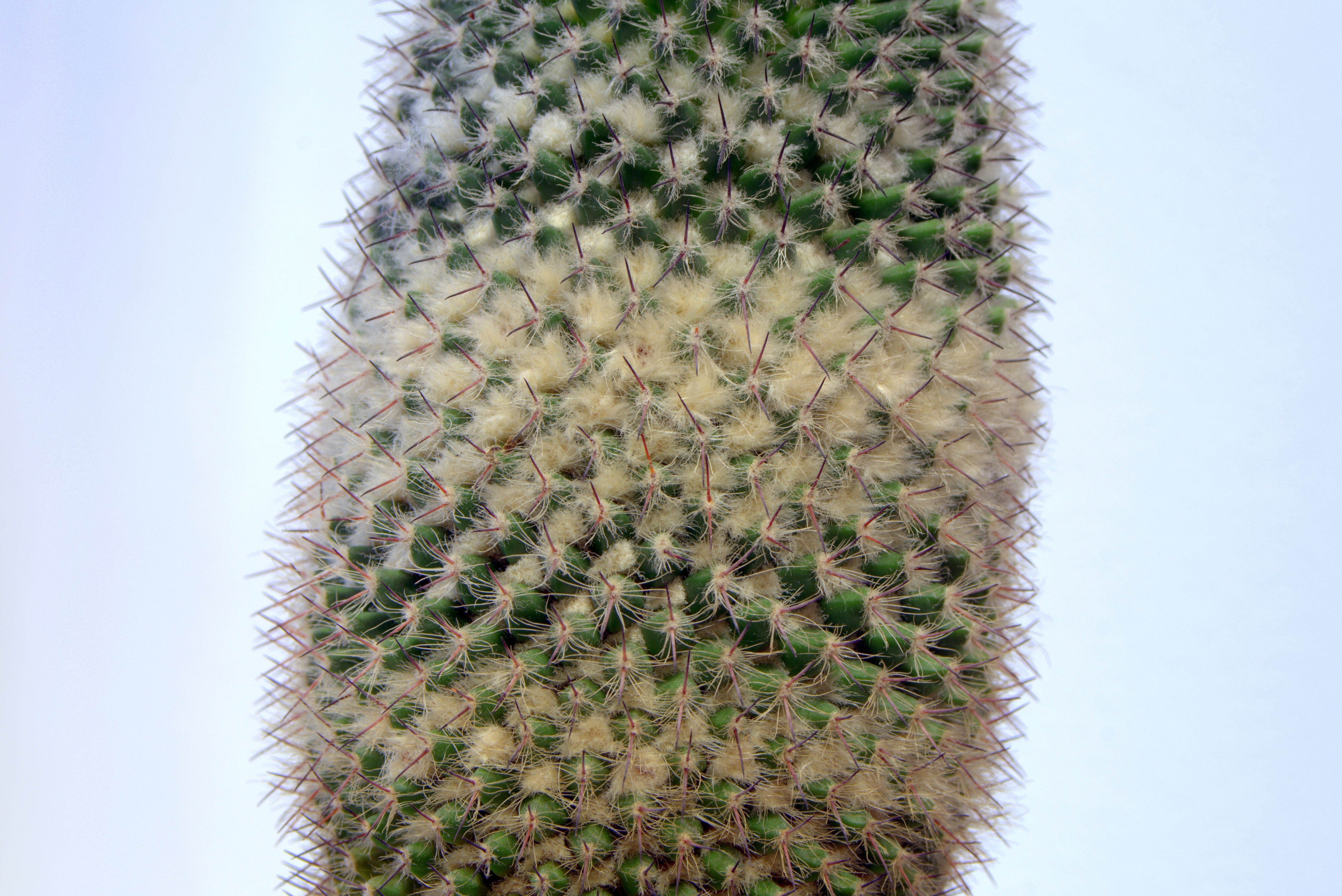 green and white cactus