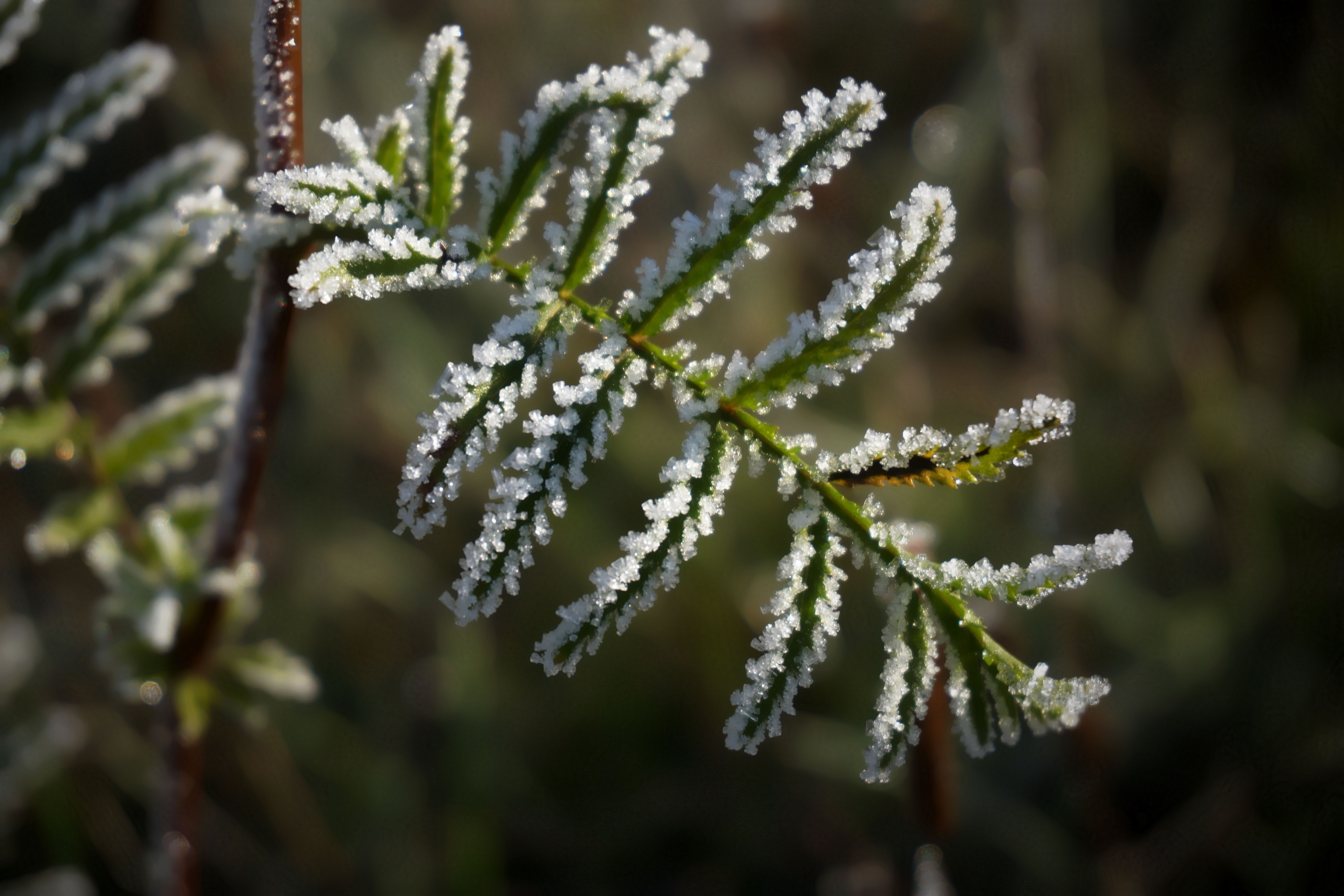 white green pine tree