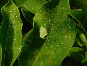green large leaf plant thumbnail