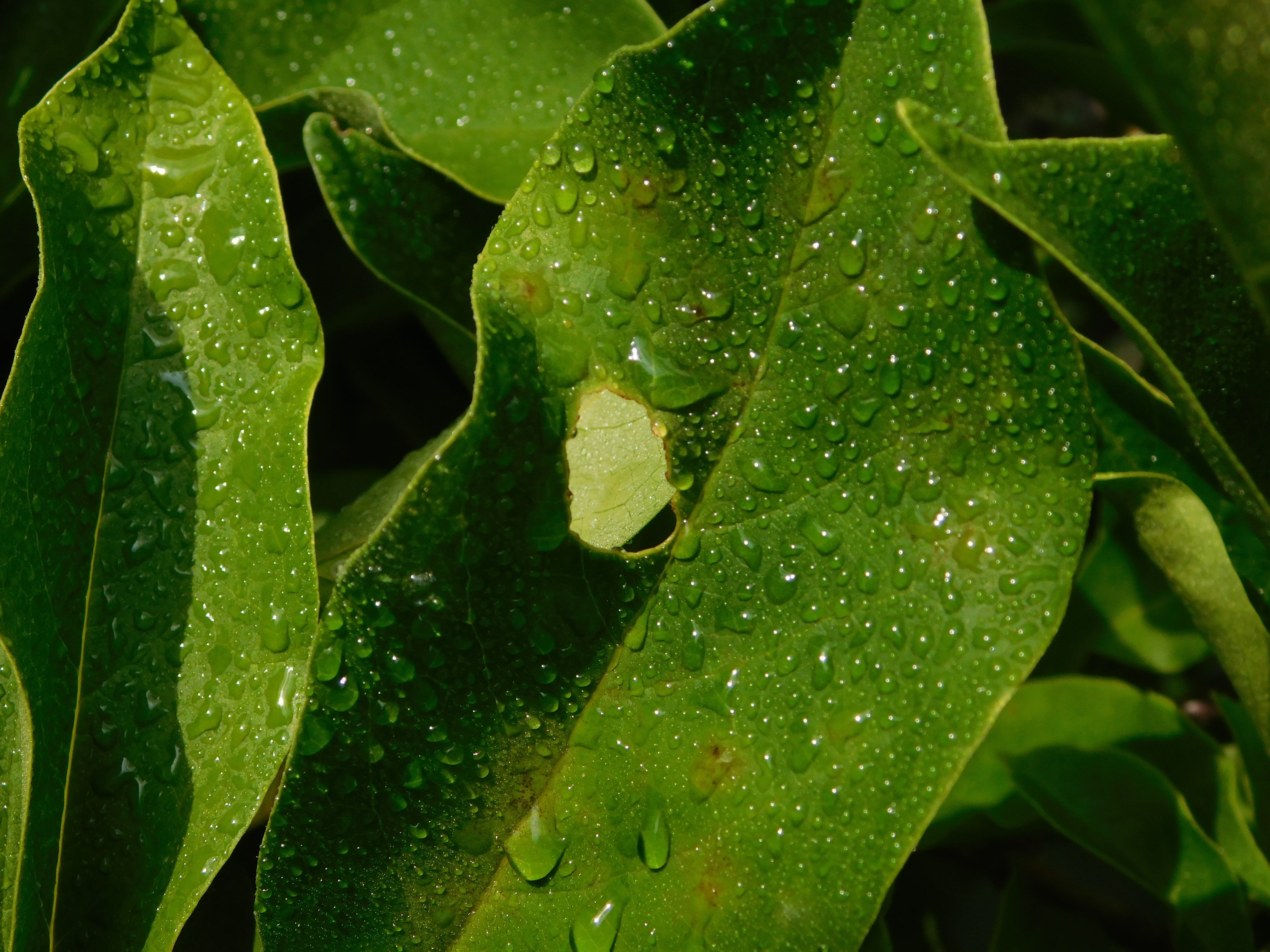 green large leaf plant
