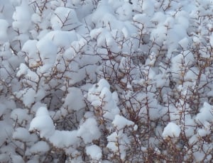 brown thorn branches coated with snow thumbnail
