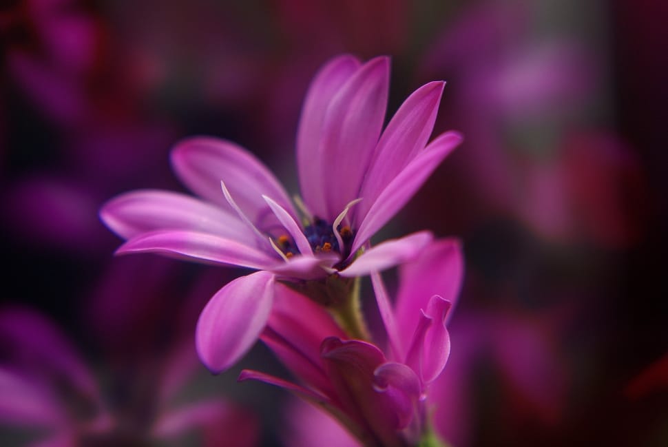 Flower, Purple, Plant, Spring, Garden, flower, focus on foreground preview